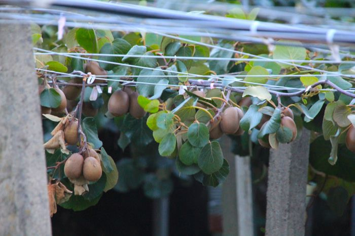 Kiwis growing in Goseong, Gyeongnam, Korea