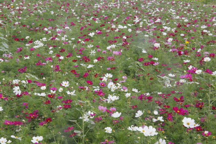 A field of white, purple, and pink, flowers in Goseong, Gyeongnam, Korea