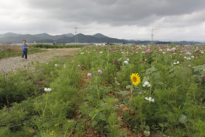 A toddler walking down a path along wild flowers with one sunflower