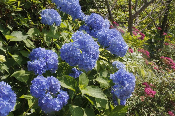 Blue hydrangea flowers at Grace Garden