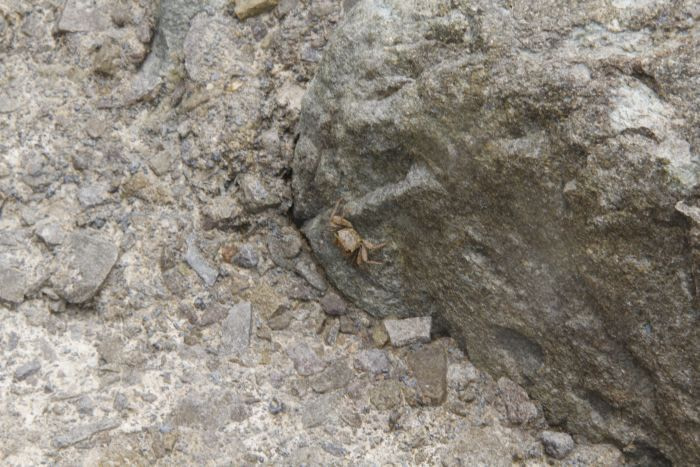 A small crab on a rock