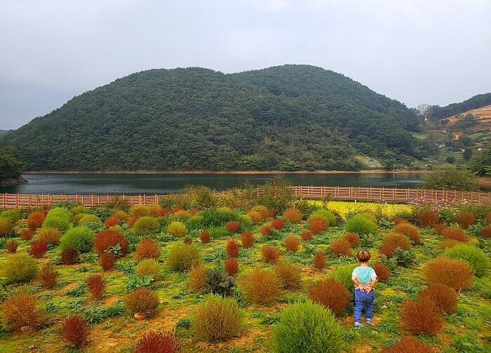 Baby Noah inspecting reddish-brown and green dappsari plants
