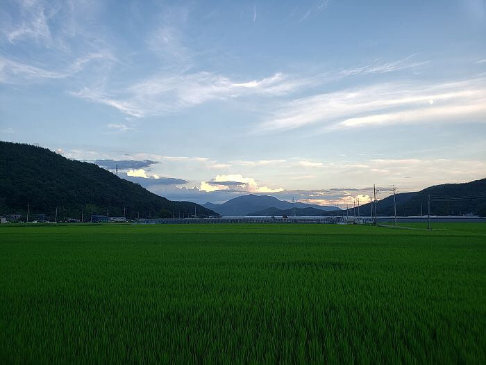 Fields of rice at dusk against a horizon with mountains