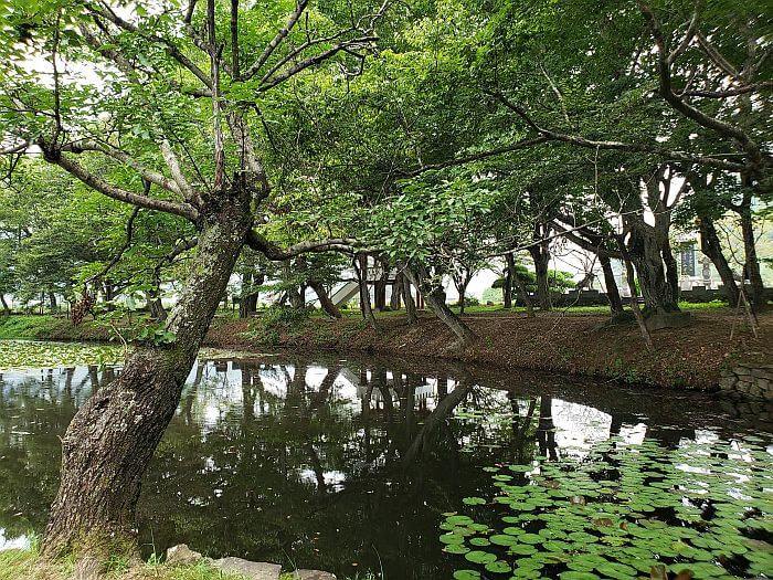 Jangsan Forest trees growing along the water