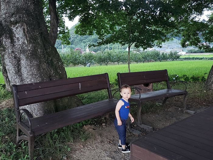 Noah standing next to benches under a tree with a nearby orchard and rice growing