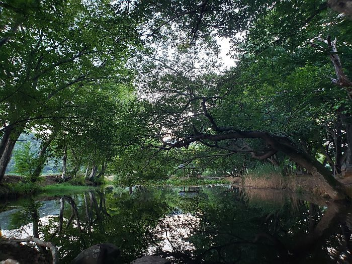 A tree growing over a pond in the middle of a forest