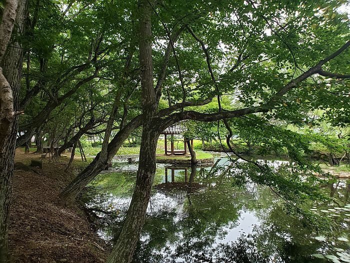 Trees growing out over the water at Jangsan Forest