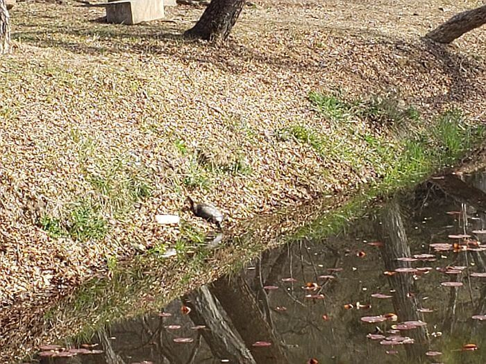 A turtle at the water's edge