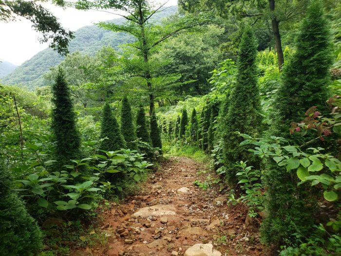 A rocky, dirt path between rows of small pines