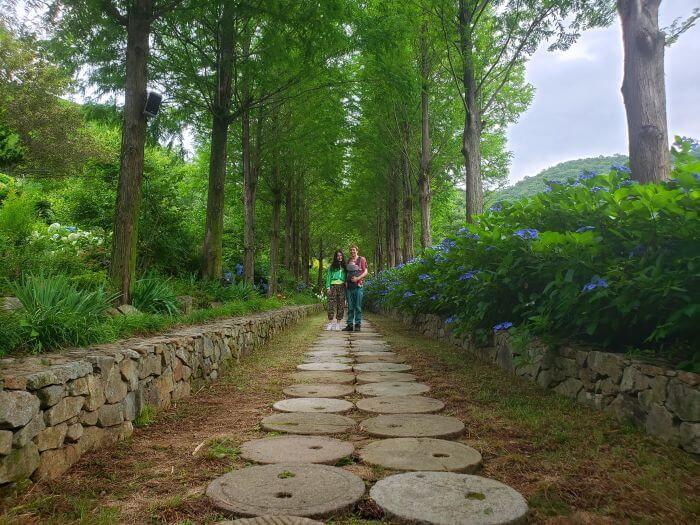 A family standing down a path of circular stones between a row of trees and a row of hydrangeas