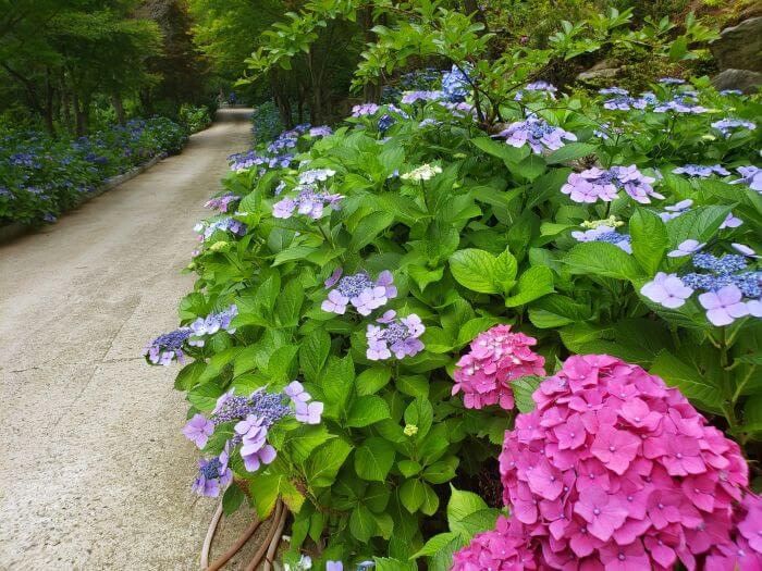 Pink and blue hydrangeas along the walkway