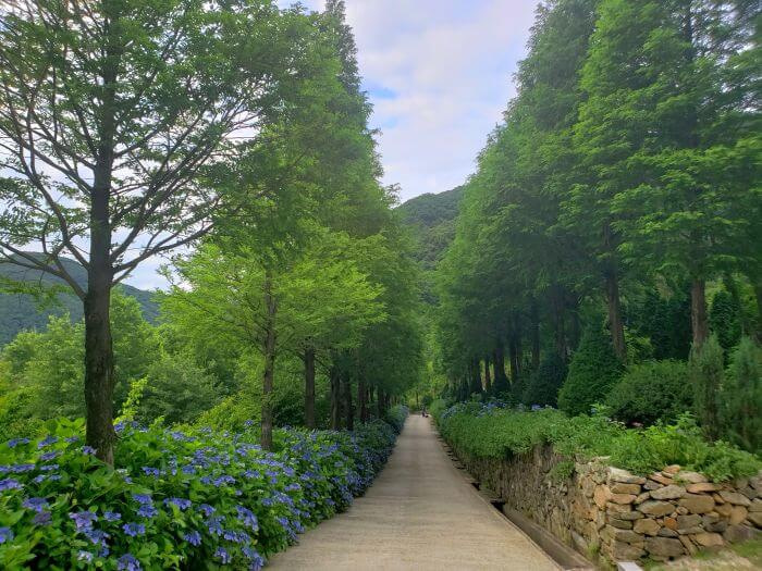 Rows of trees and blue hydrangea flowers along the walkway