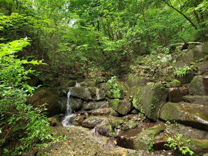 A small waterfall in a forest down a rocky riverbed