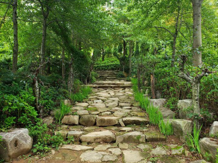 Stone steps made from rocks through ivy and grassy and forest