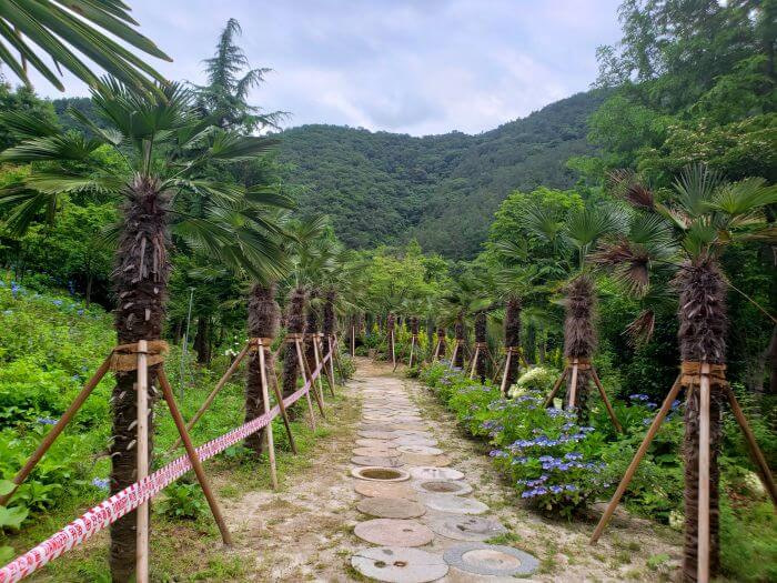 A stone pathway between palm trees in the mountains