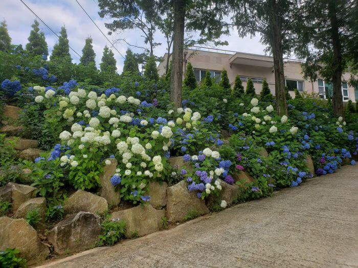 White and blue hydrangeas along the driveway