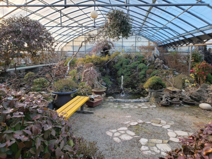 Small waterfall in the greenhouse surrounded by various plants and rocks with a bench nearby with light from the sunset shining through