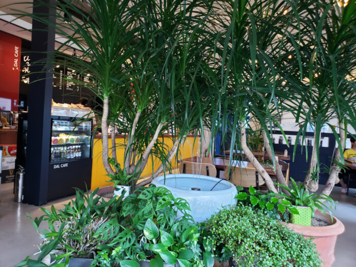 Interior of the café with some trees and plants