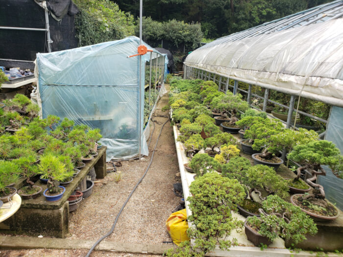 Rows of bonsai trees set up outside one of the greenhouses