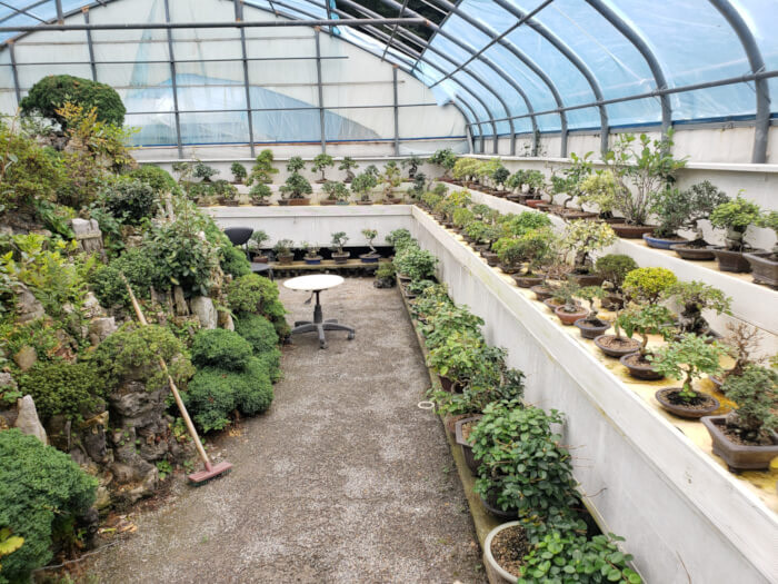 Rows of tiny potted trees in a greenhouse