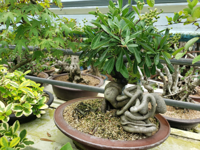 Curvy and wavy roots growing at the base of a small potted tree