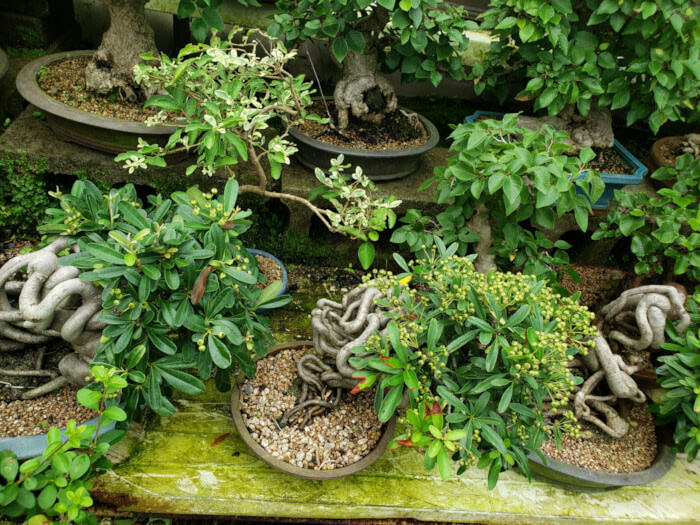 Several potted bonsais with curvy crazy roots