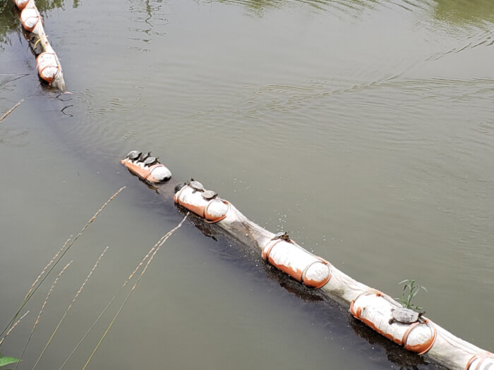 Turtles sitting on floating things in the water