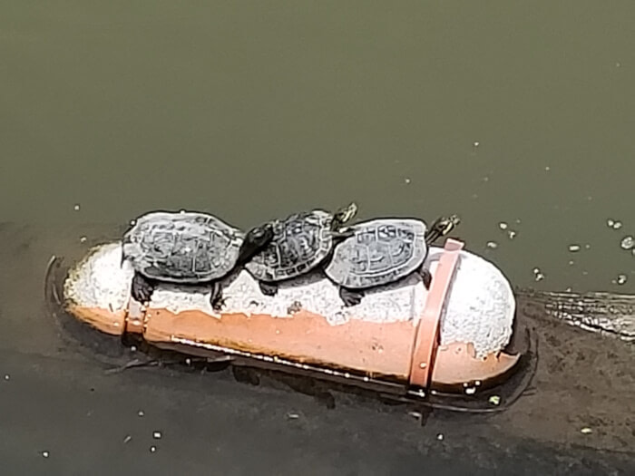 Turtles sitting on floating things in the water