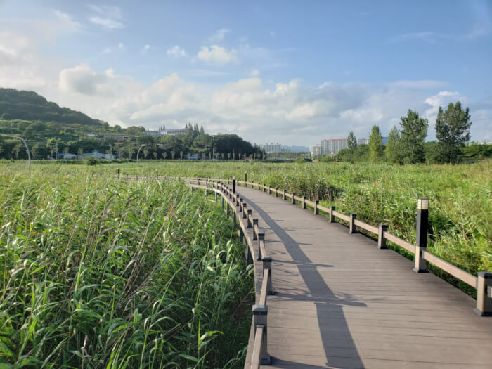 Sun casting a shadow on the boardwalk cutting through tall reeds and grass with blue sky