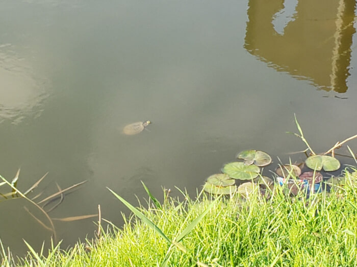 Turtle sticking its head above the water near lily pads around the shore