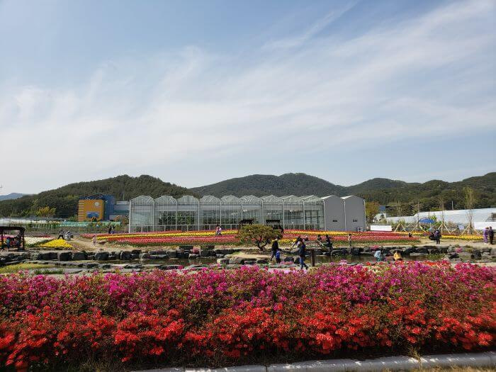 Flowering bushes along edge of tulip garden and pond with greenhouses and mountains in the background