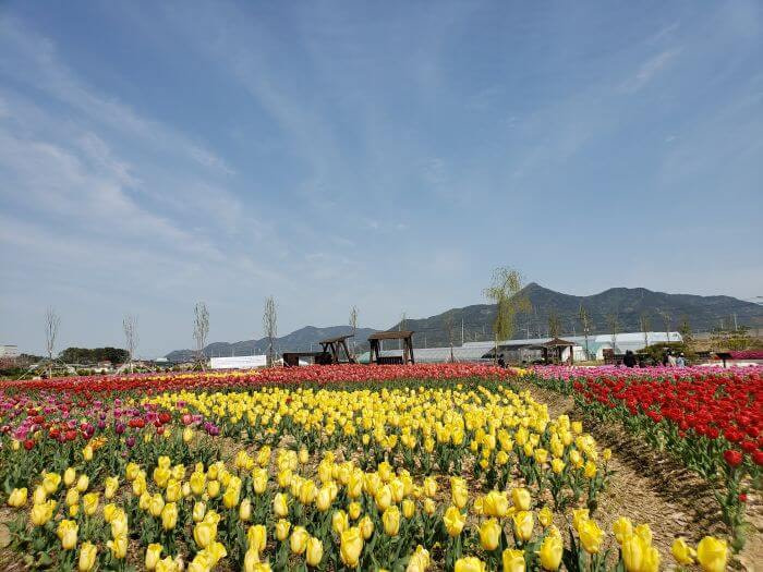 Mt. Georyusan behind a bunch of yellow tulips