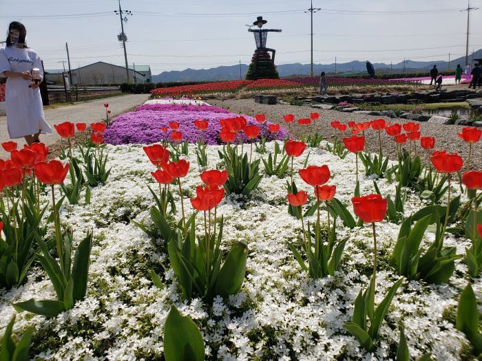 Red tulips sprinkled in a bed of white clover with a large scarecrow statue in the background