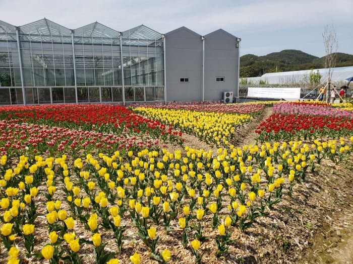 Yellow and red tulips in front of the greenhouses
