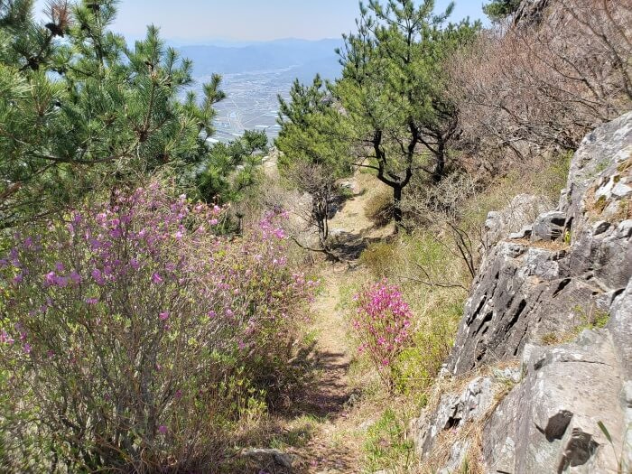 A path leading around the side of the peak with some flowering pink bushes and green, small evergreens