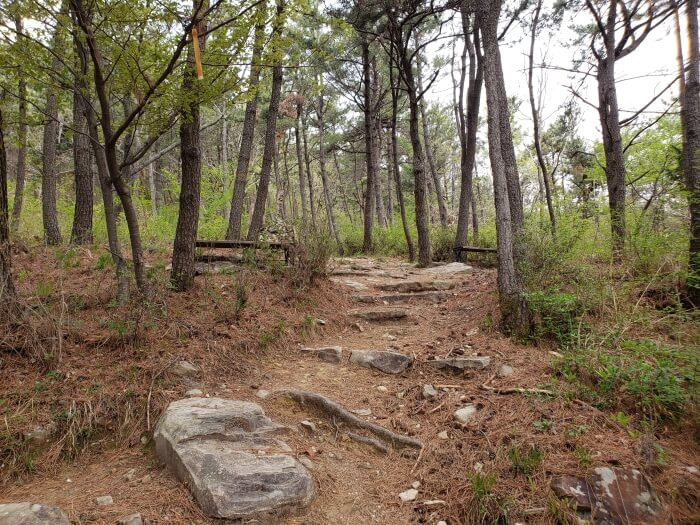 A few benches along a path littered with roots