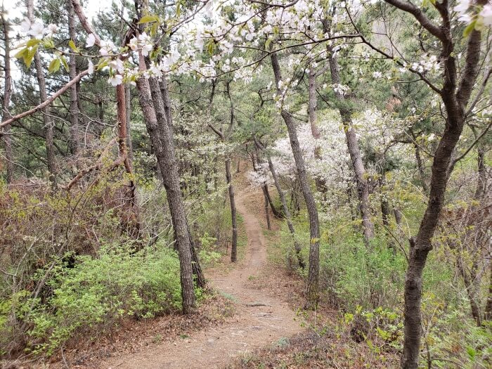 Cherry blossom trees along a winding path