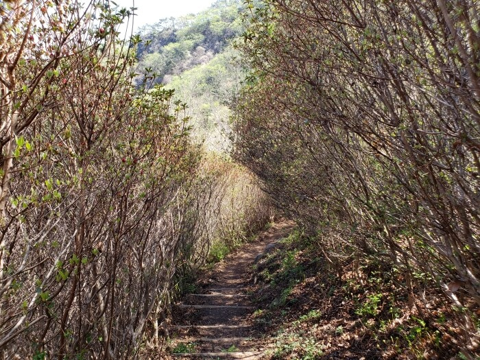Narrow connecting trail with tall bushes on each side