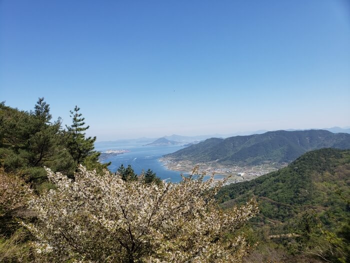A flowering tree in front of a nice view