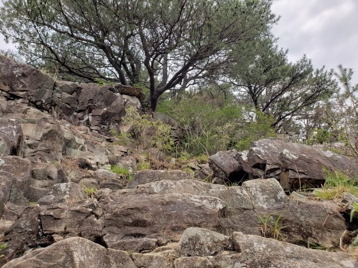 A rocky area with an interesting tree