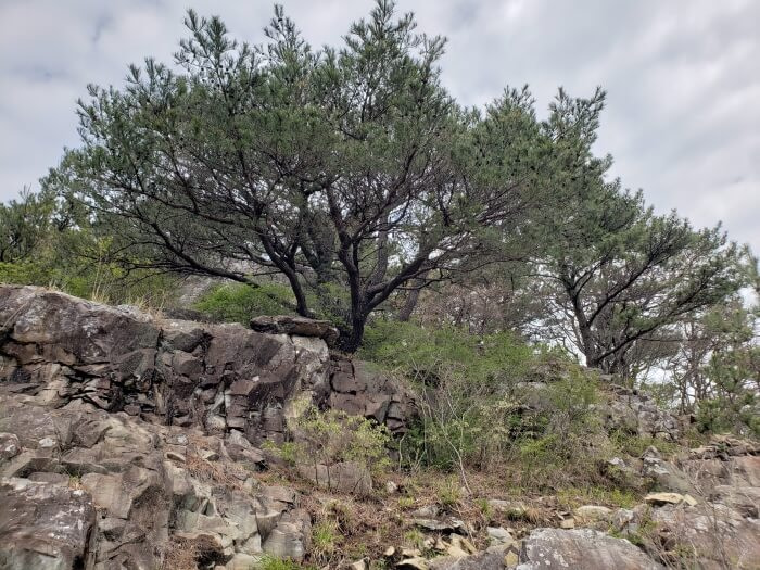 A prominent tree growing among rocks at a lookout area