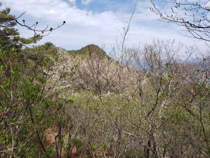 Georyusan peak in the distance through flowering trees and a clearing sky