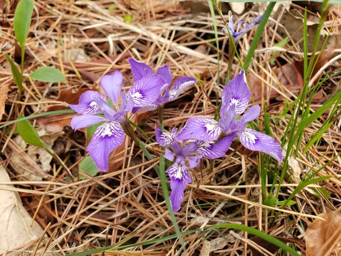 Purple flowers with white lines in the middle