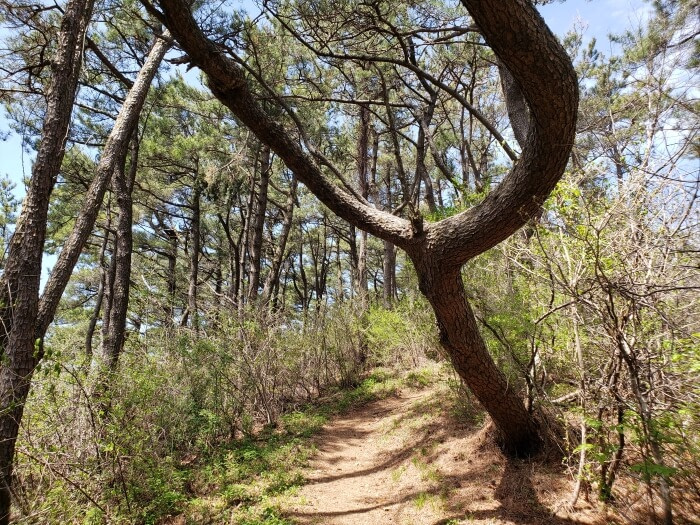 A tree looming over the path in the shape of a slingshot