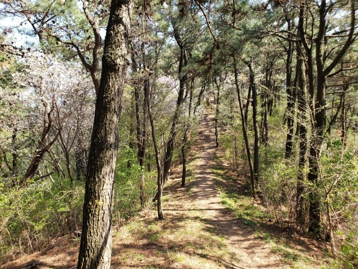 Sunshine casting shadows from the trees along a path through the woods