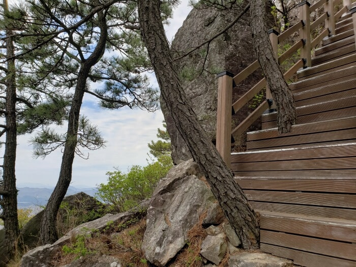 Two trees growing through stairs along the rocks