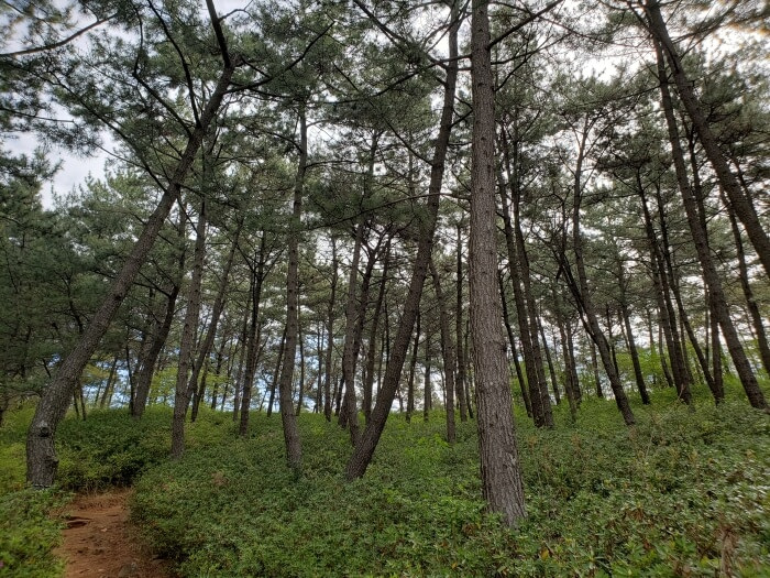 Beginning of trailhead through the pine trees and bushes