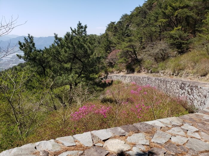 The Goseong Fortress Wall winding around the mountain along flowering pink bushes, shrubs, and other small trees among the rocks