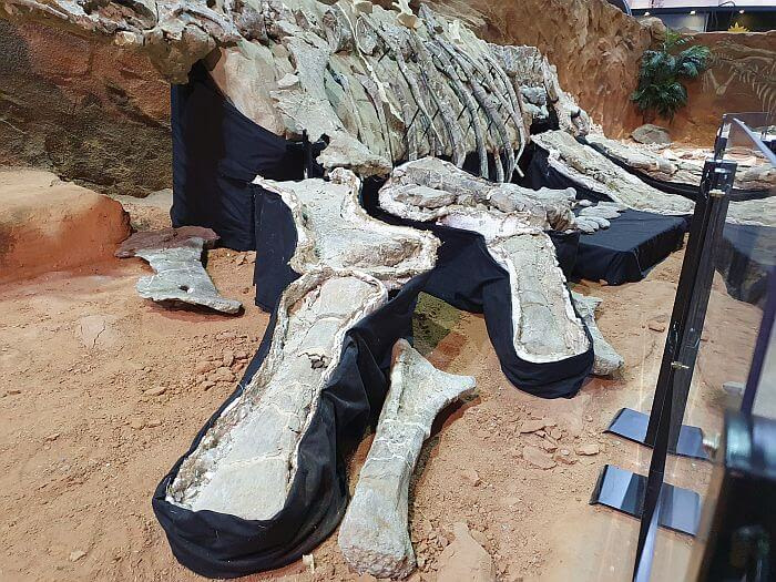 Real dinosaur bones in canvas laid in the dirt