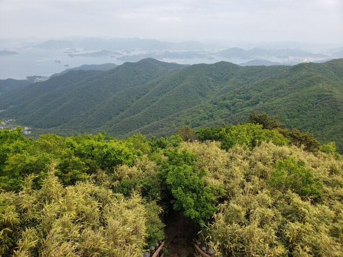 A large cluster of bamboo with a few layers of green mountain peaks in the background